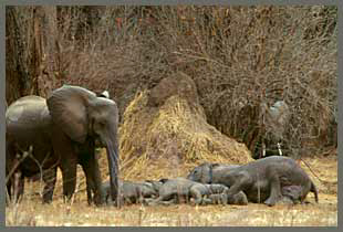 Elephants sleeping