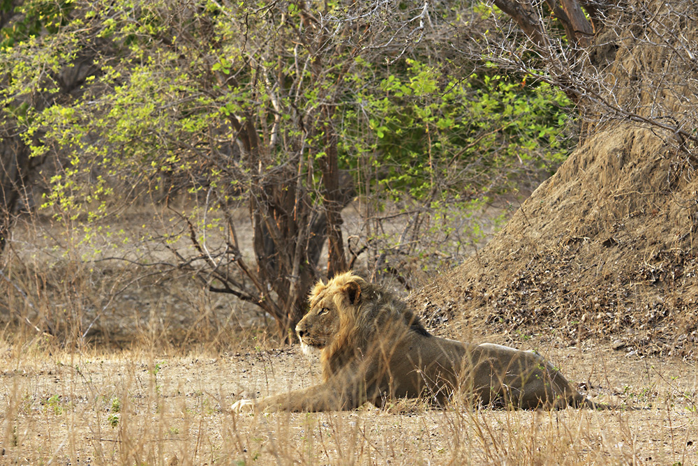 Lions