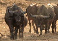 Buffalo