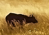 Buffalo
