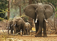 Elepant family