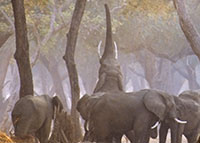 Elephants