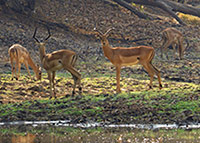 Impala