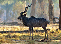 Kudu, Waterbuck, Baboon