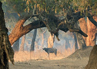 A morning at a pool with Impala, Waterbuck, Baboons, Elephants and Saddlebilled Storks