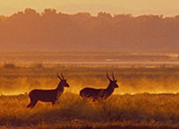 Sunrise over the Zambezi River