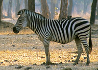 Zebra