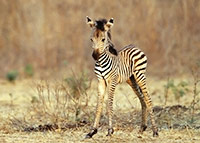 Zebra Foal
