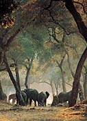 Elephant Picture, click to view enlarged