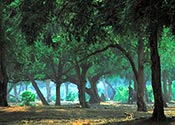 Acacia Forest Picture, click to view enlarged