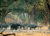Buffalo Picture, click to view enlarged