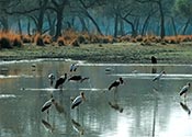 Storks Picture, click to view enlarged