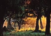 Sunset Picture, click to view enlarged