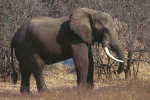Elephant playing with stick