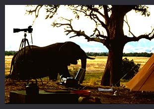 Elephant passing by the camp