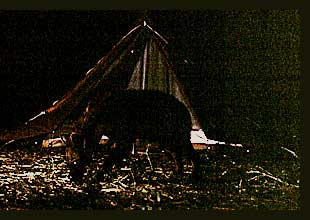 Hyena at the camp